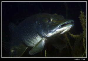 Huge pike in a pond close to home (f20, 1/60, 60mm, singl... by Daniel Strub 